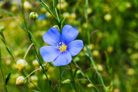 High germination blau usitatissimum samen