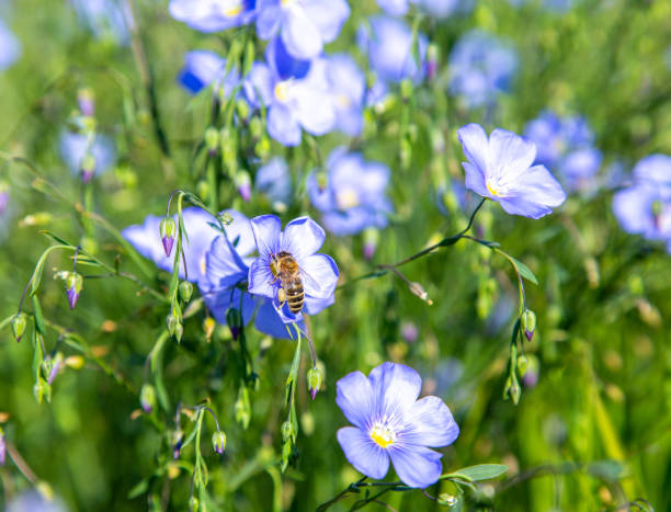 Ornamental blau usitatissimum flowering pflanze