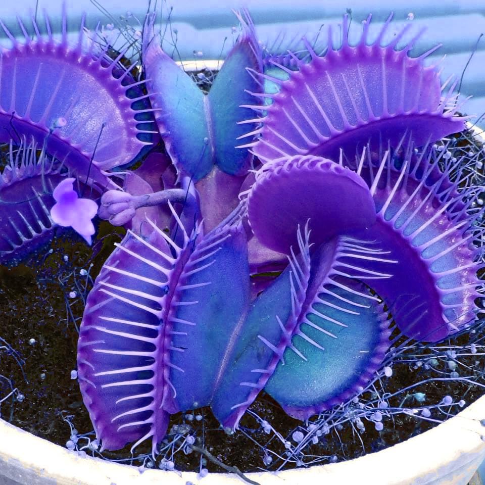 Blau venus fly trap samen for anpflanzung