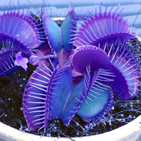 Blau venus fly trap samen for anpflanzung