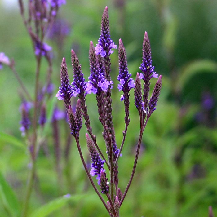 Non-gmo blau verbena hastata samen