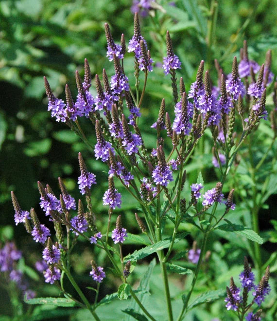 Ornamental verbena hastata perennial pflanze