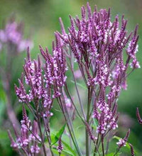 Blau verbena hastata (blau vervain) samen for anpflanzung