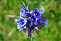 Non gmo blau weiß gentian blume samen