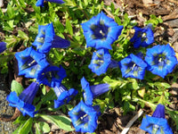 Ornamental blau weiß gentian for gardens
