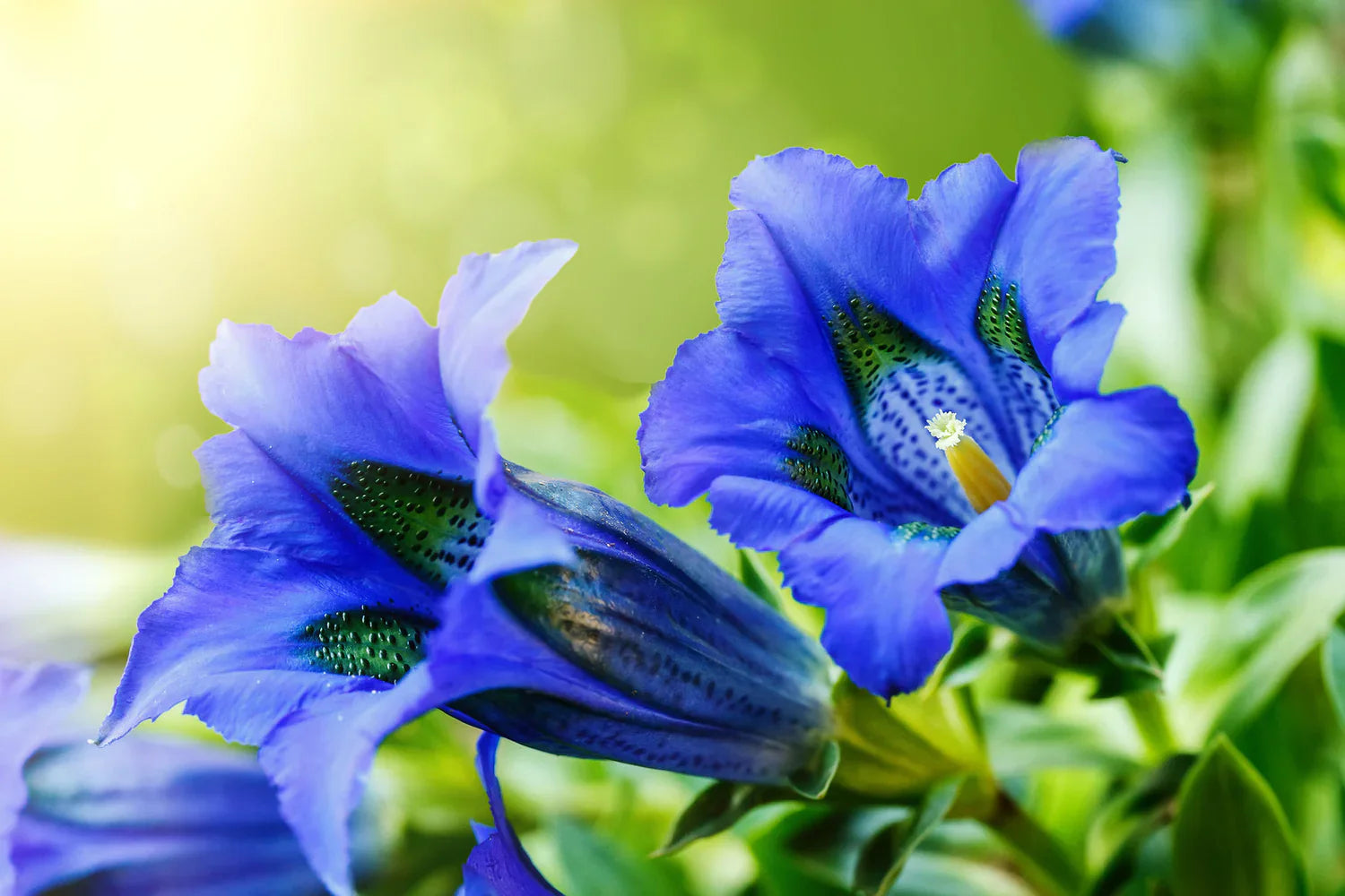 Blau weiß gentian in rock garten anpflanzung