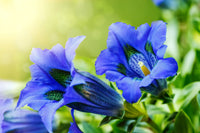Blau weiß gentian in rock garten anpflanzung