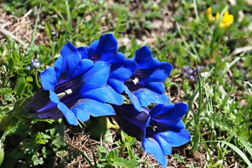 Blau weiß gentian blume samen for anpflanzung