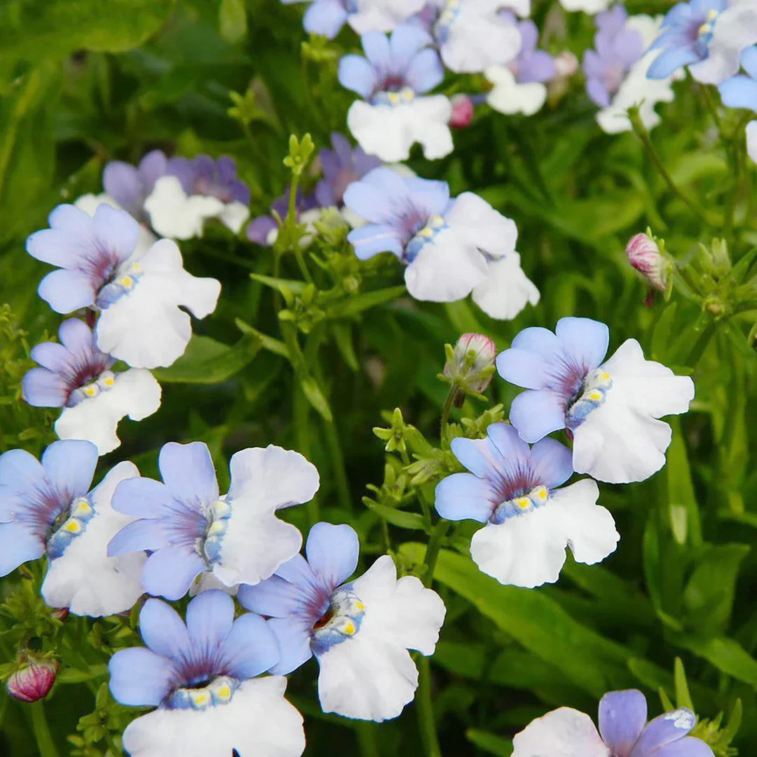 Non gmo blau weiß nemesia blume samen