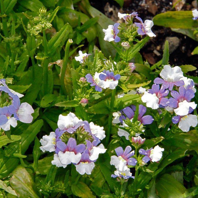Ornamental blau weiß nemesia samen for gardens
