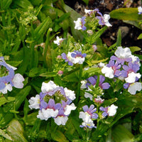 Ornamental blau weiß nemesia samen for gardens