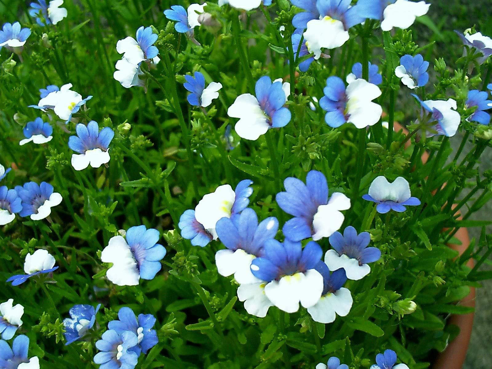 Blau weiß nemesia in töpfen and containers