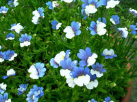 Blau weiß nemesia in töpfen and containers