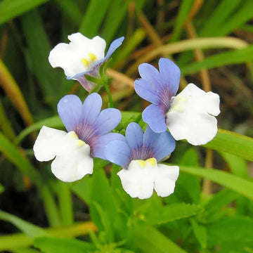 Blau weiß nemesia blume samen for anpflanzung