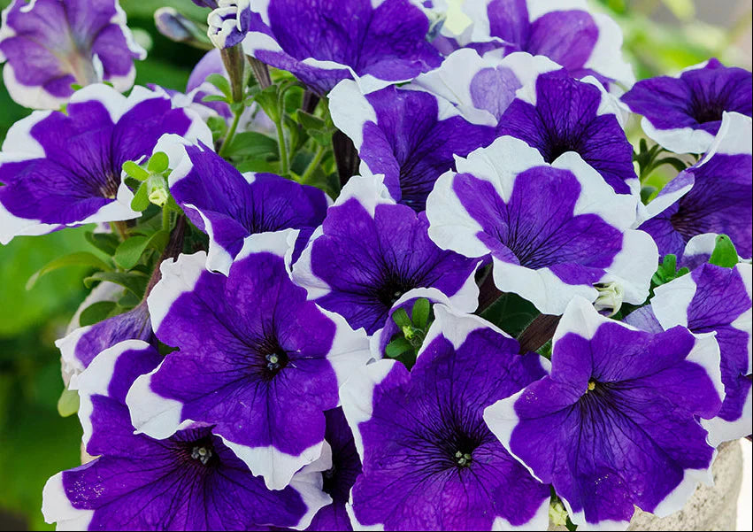 Blau weiß petunias in hanging baskets