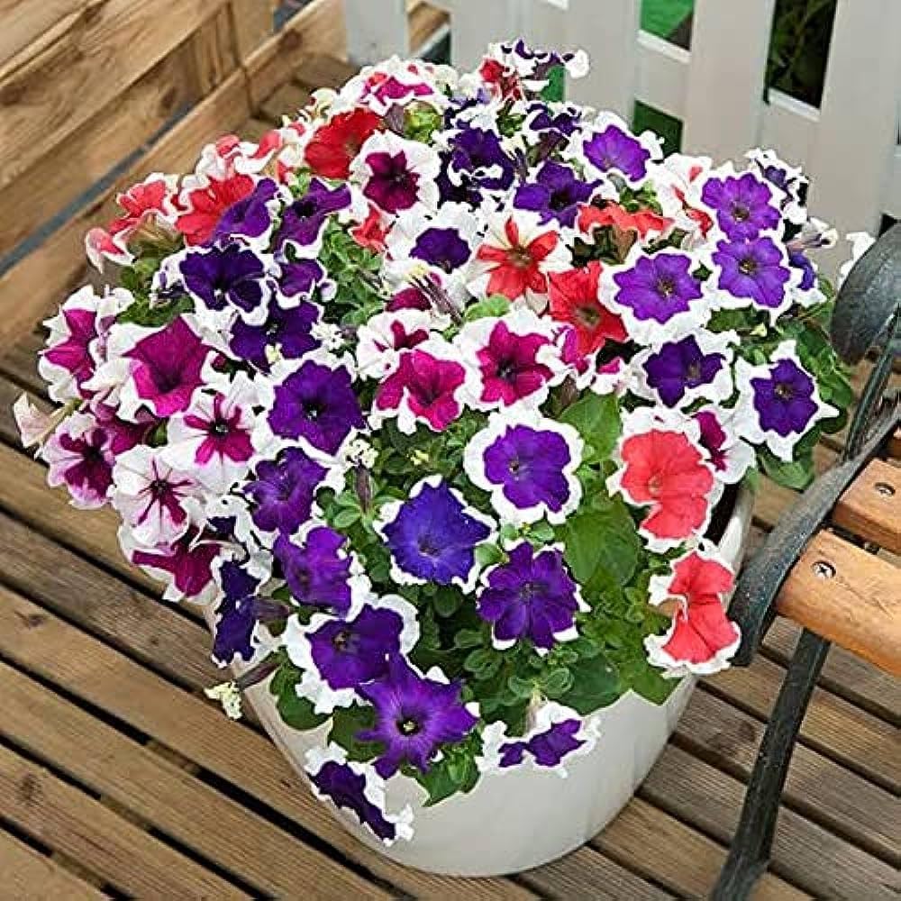 Non-gmo blau weiß petunia samen