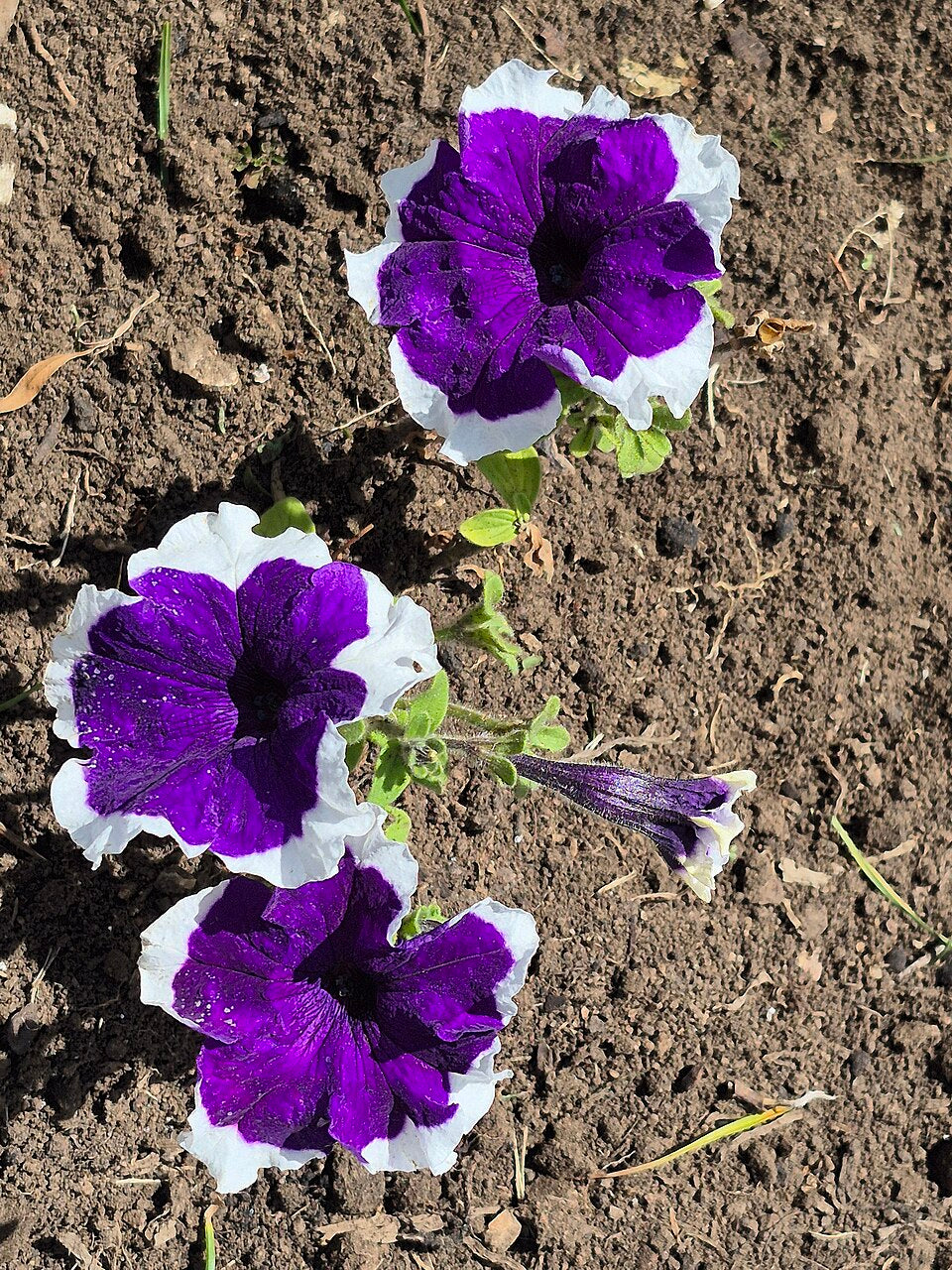 Ornamental petunia pflanze with blau and weiß blooms