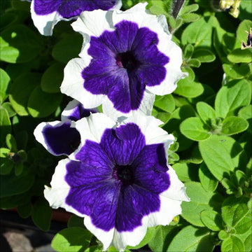 Blau weiß petunia blume samen for anpflanzung