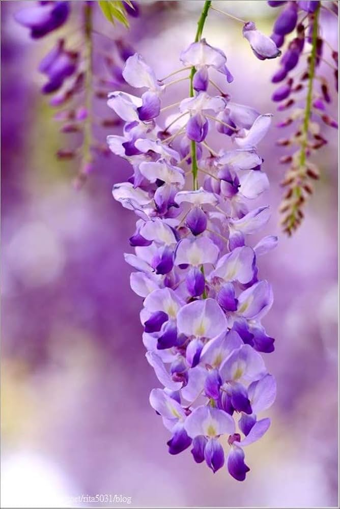 Non gmo blau wisteria samen
