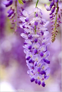 Non gmo blau wisteria samen
