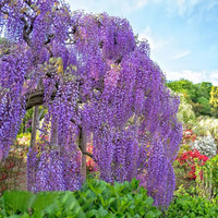 Ornamental blau wisteria climbing vine