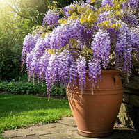 Blau wisteria wachsend on pergola