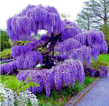 Blau wisteria blume samen for anpflanzung