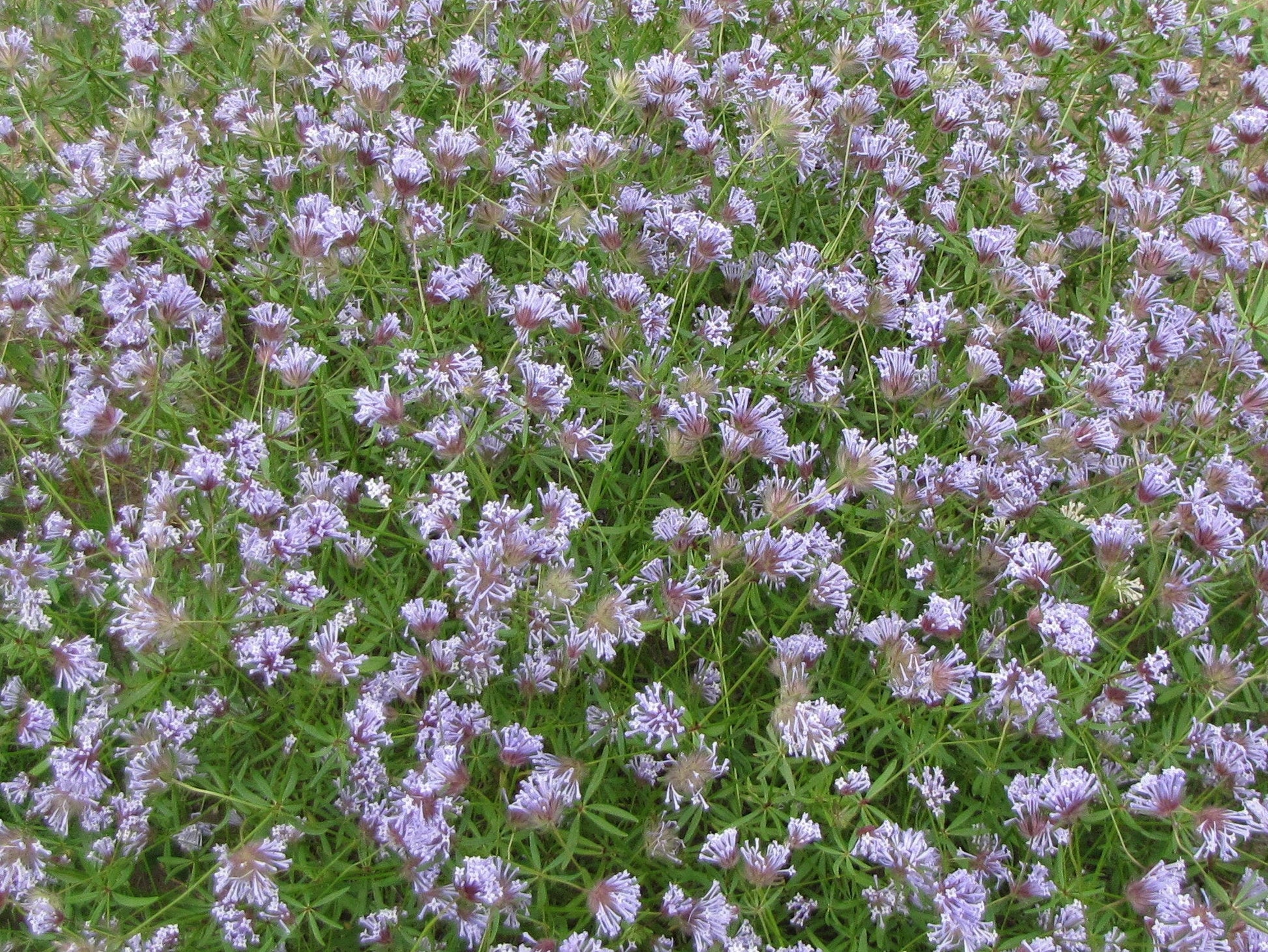 Non gmo blau woodruff samen