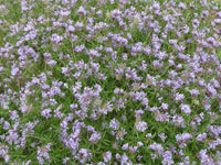 Non gmo blau woodruff samen