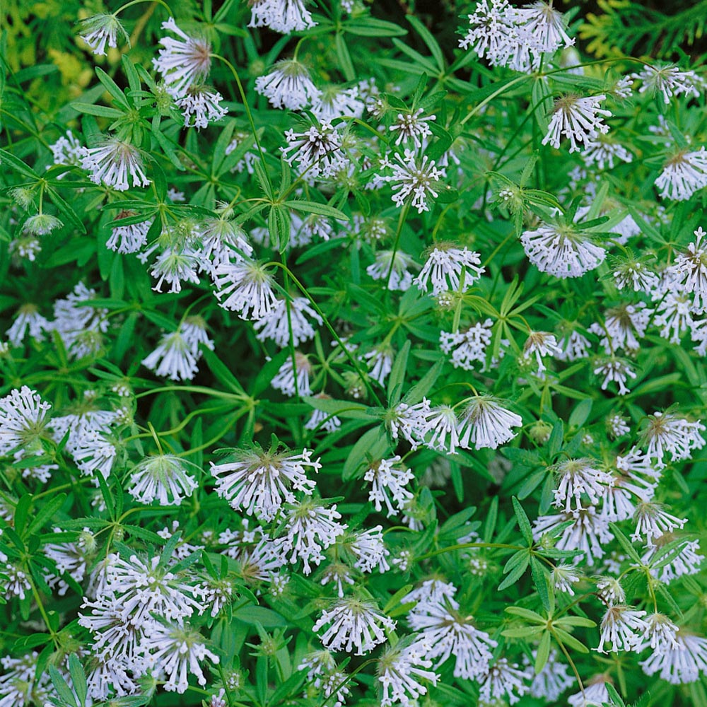 Ornamental blau woodruff groundcover pflanze