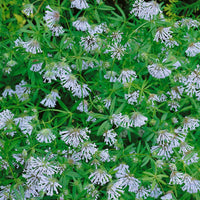 Ornamental blau woodruff groundcover pflanze