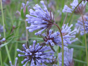 Blau woodruff samen for anpflanzung
