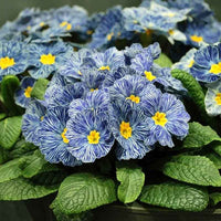 Potted blau & gelb primrose pflanze