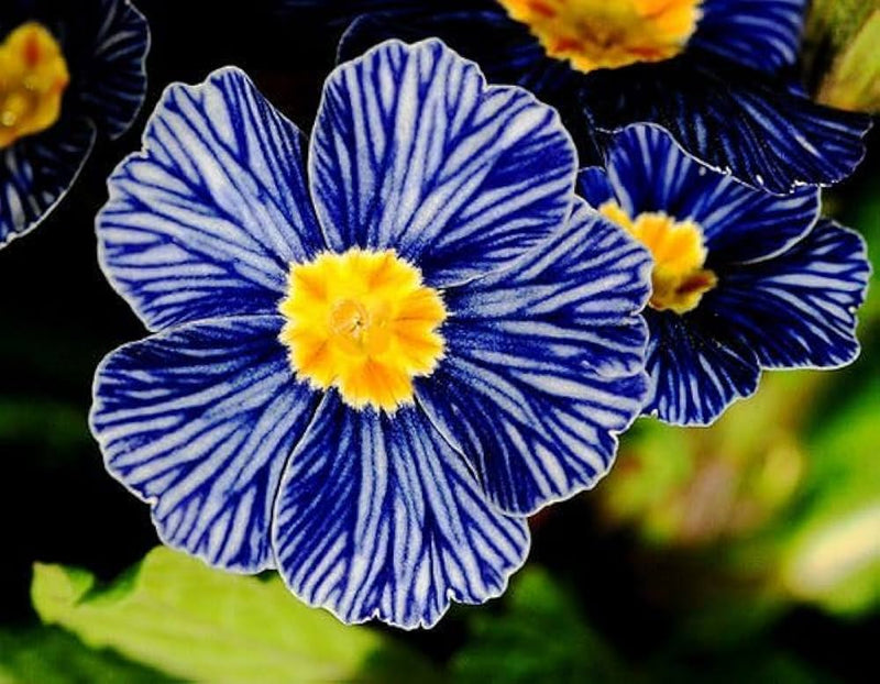 Blau and gelb primrose blume samen for anpflanzung