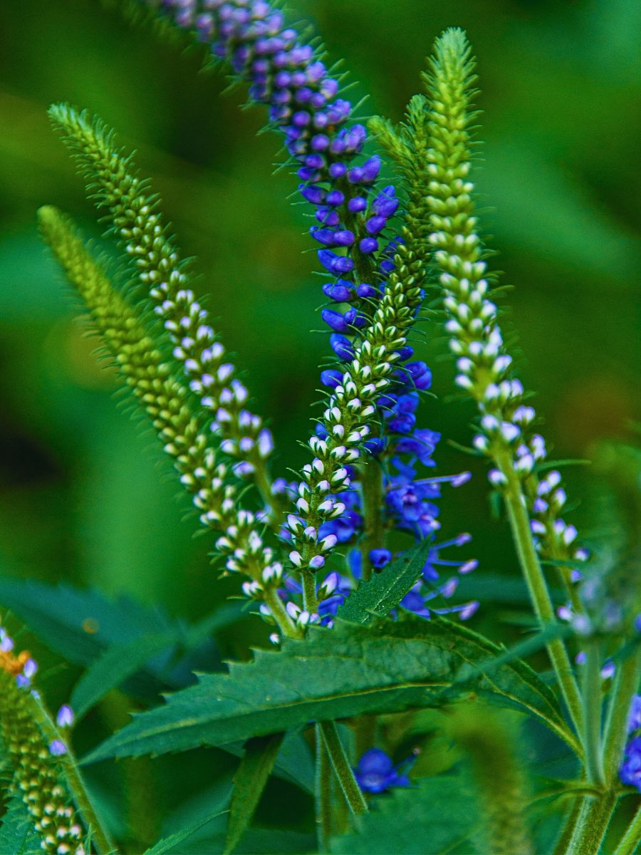 Blau Veronica Blumensamen zur Aussaat kompakt Wuchs Traditionssorte & ohne Gentechnik Samen Hausgarten
