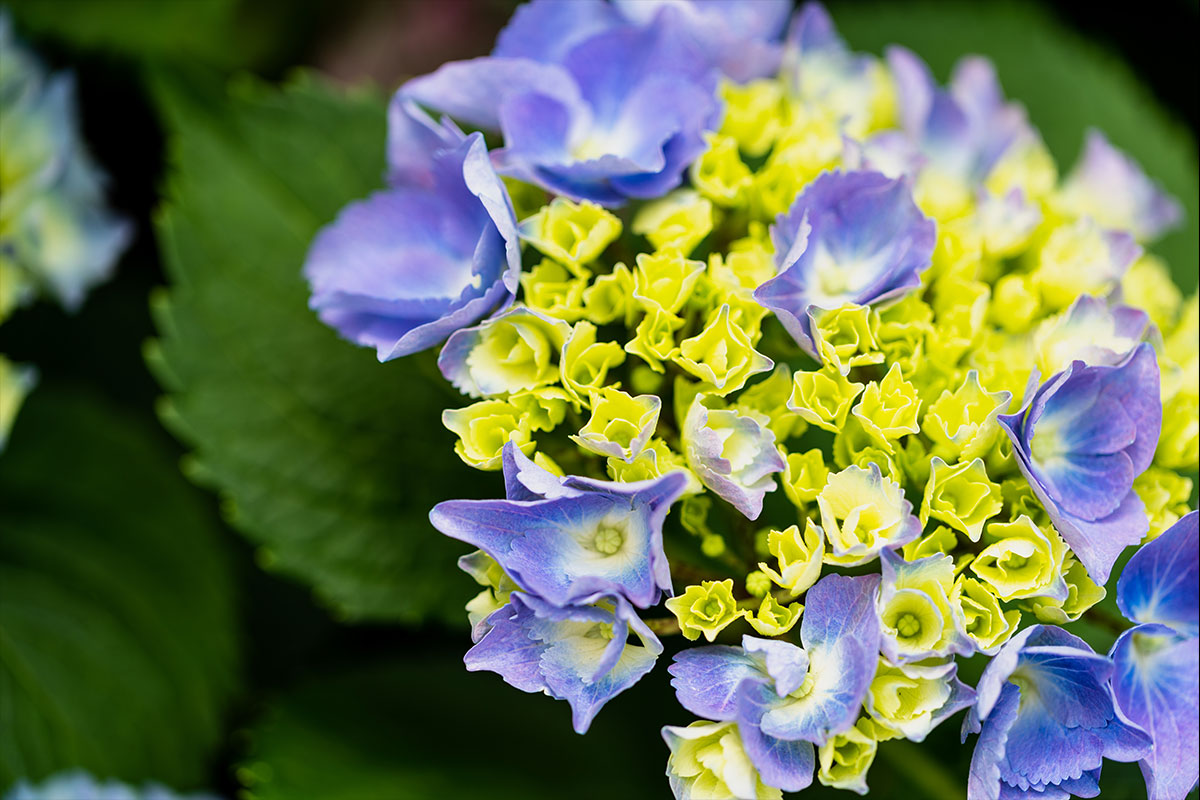 Blau and gelb hydrangea samen for anpflanzung
