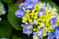 Blau and gelb hydrangea samen for anpflanzung

