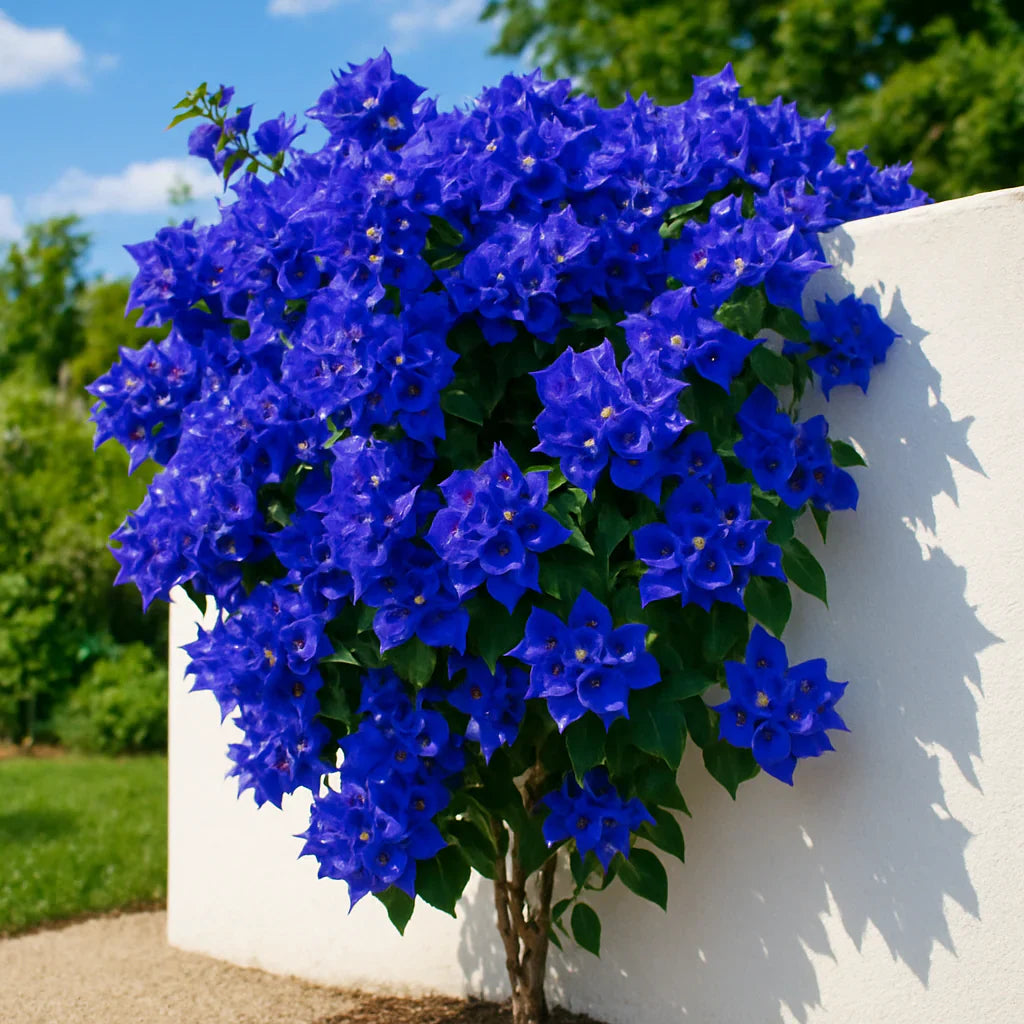 Non-gmo bougainvillea samen for gardening