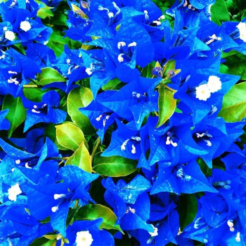 Blau bougainvillea samen for anpflanzung