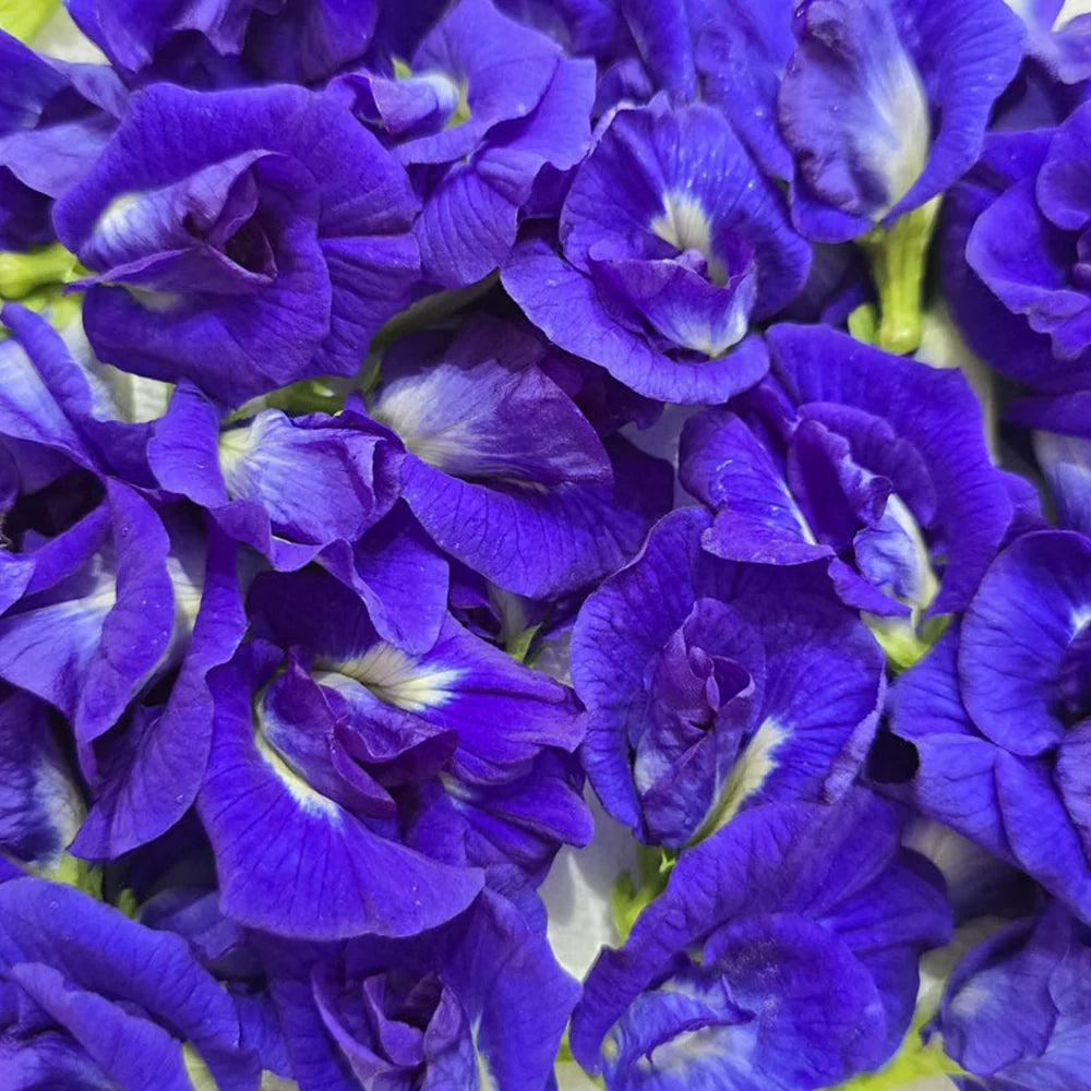 Butterworth Blumensamen zur Aussaat – lang Blüte Saison – Traditionssorte & ohne Gentechnik Samen Hausgarten