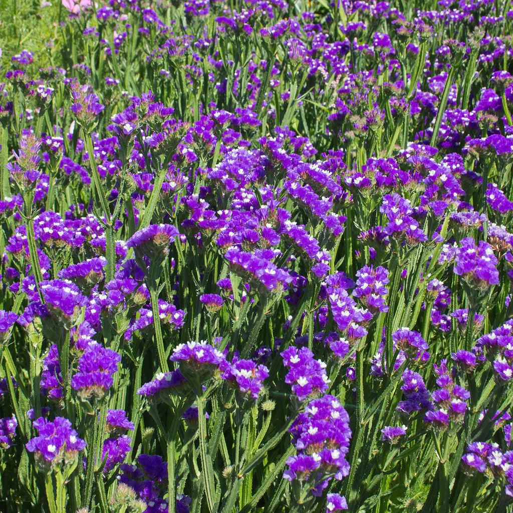 Blau river statice limonium sinuatum samen

