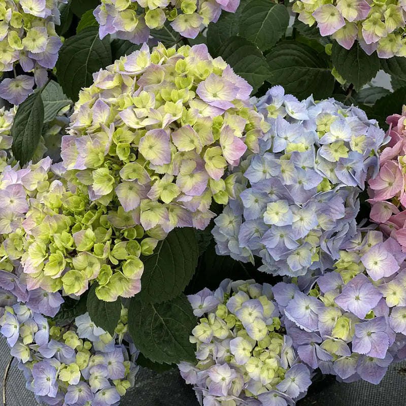 Non-gmo blau and gelb hydrangea pflanzen
