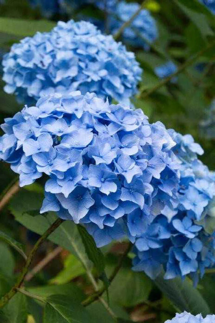 Blau Hortensie Blumensamen zur Aussaat – duftend Blüten – Traditionssorte & ohne Gentechnik Samen Hausgarten