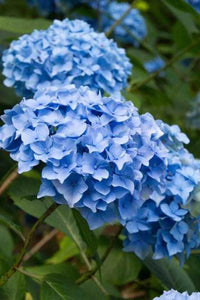 Blau Hortensie Blumensamen zur Aussaat – duftend Blüten – Traditionssorte & ohne Gentechnik Samen Hausgarten