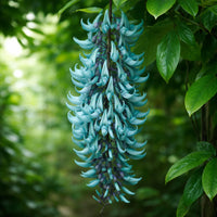 Strongylodon Blumensamen zur Aussaat – leuchtend – Traditionssorte & ohne Gentechnik Samen Hausgarten