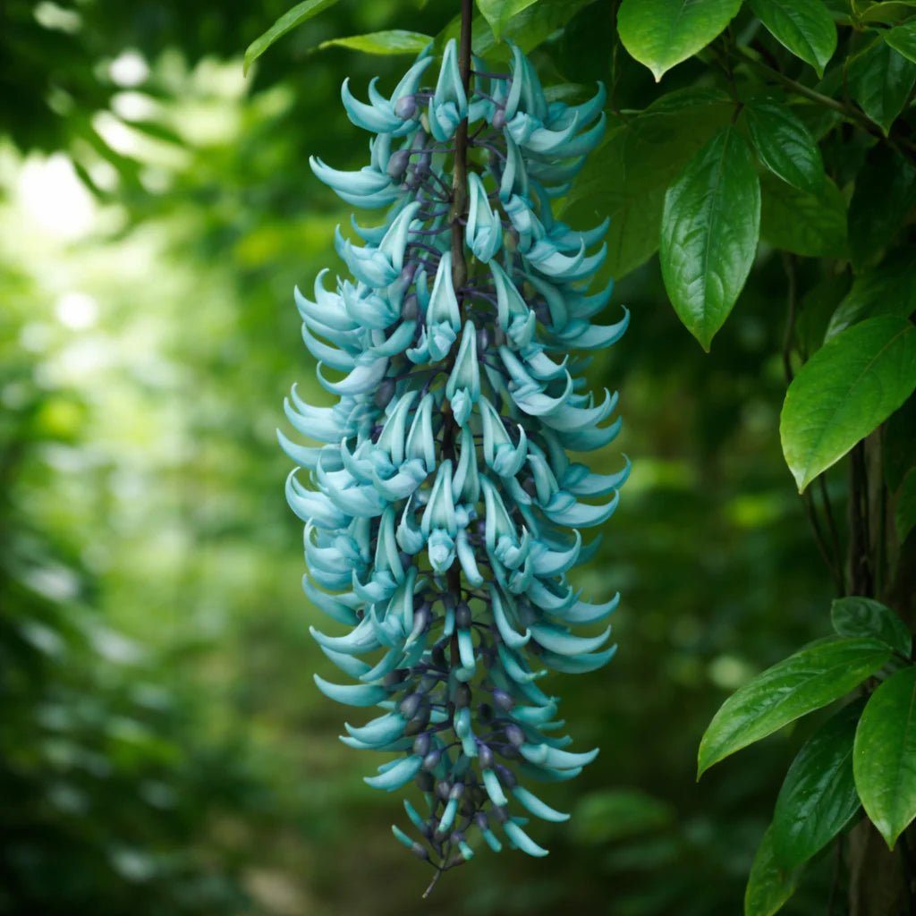 Strongylodon Blumensamen zur Aussaat Anzucht leuchtend Blüten Garten
