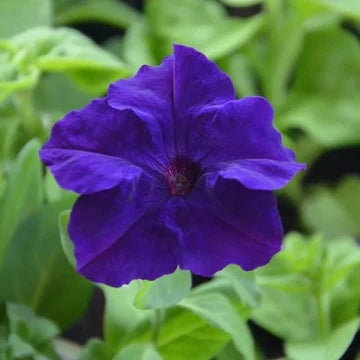 Blau Mandevilla Sanderi Blumensamen zur Aussaat – Landhaus Garten wichtig – Traditionssorte & ohne Gentechnik Samen Hausgarten