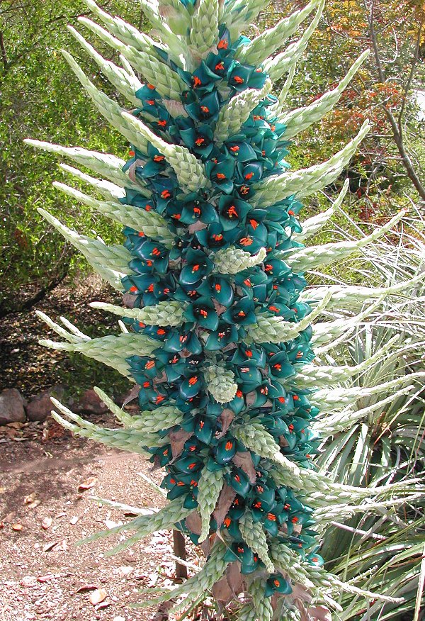 Puya Blumensamen zur Aussaat kompakt Wuchs Traditionssorte & ohne Gentechnik Samen Hausgarten