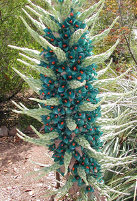 Puya Blumensamen zur Aussaat kompakt Wuchs Traditionssorte & ohne Gentechnik Samen Hausgarten