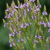 Lavendel Vervain Blumensamen zur Aussaat – ideal Rabatten – Traditionssorte & ohne Gentechnik Samen Hausgarten